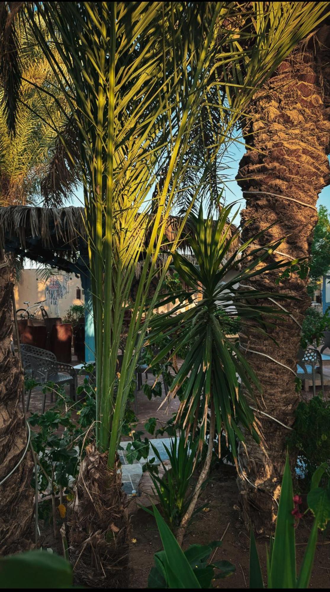 Hotel Miramar Camp Dahab Zewnętrze zdjęcie
